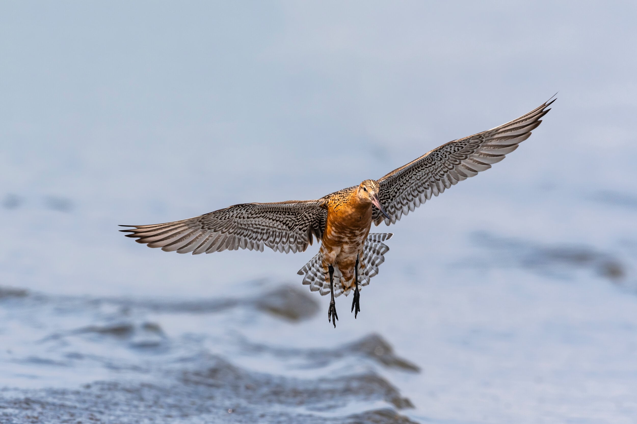 Kuaka Bar Tailed Godwit