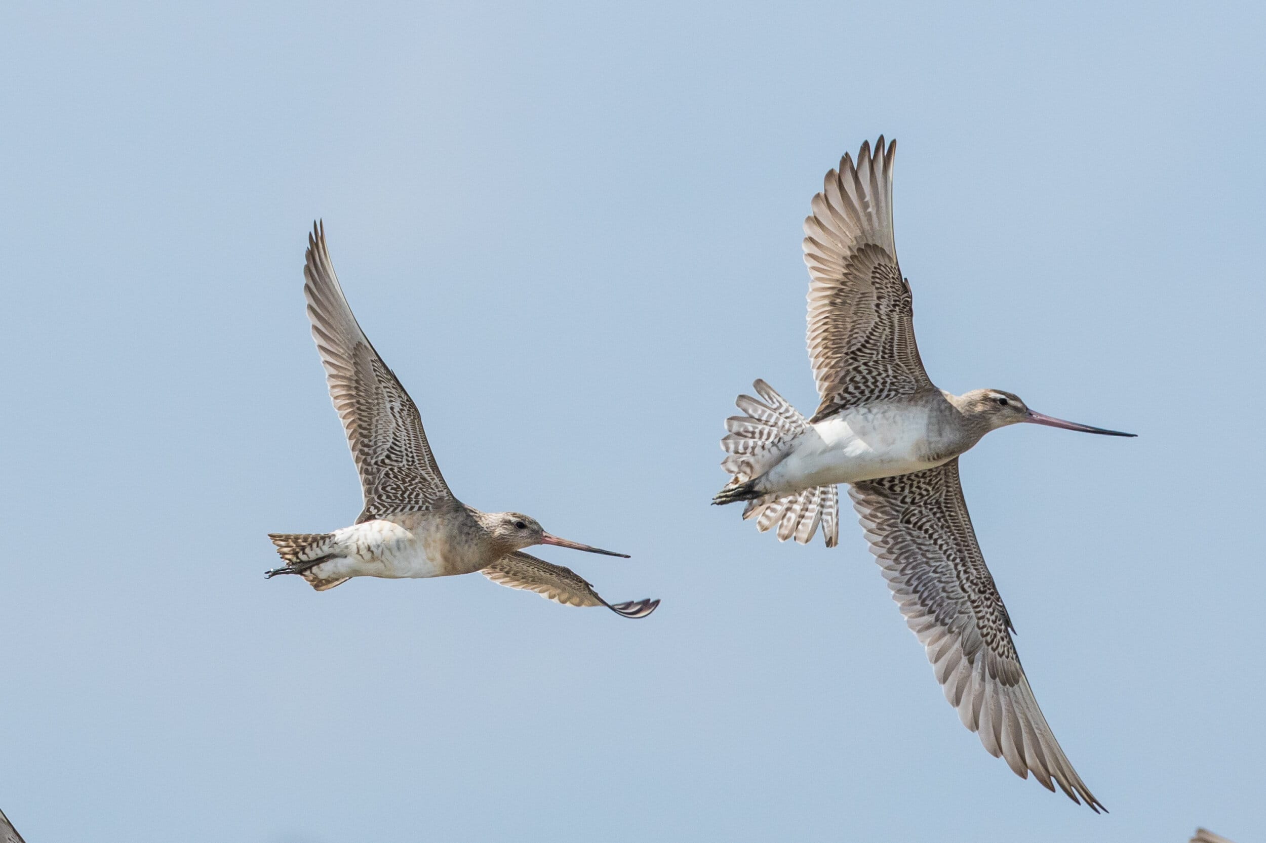 Kuaka Bar Tailed Godwits